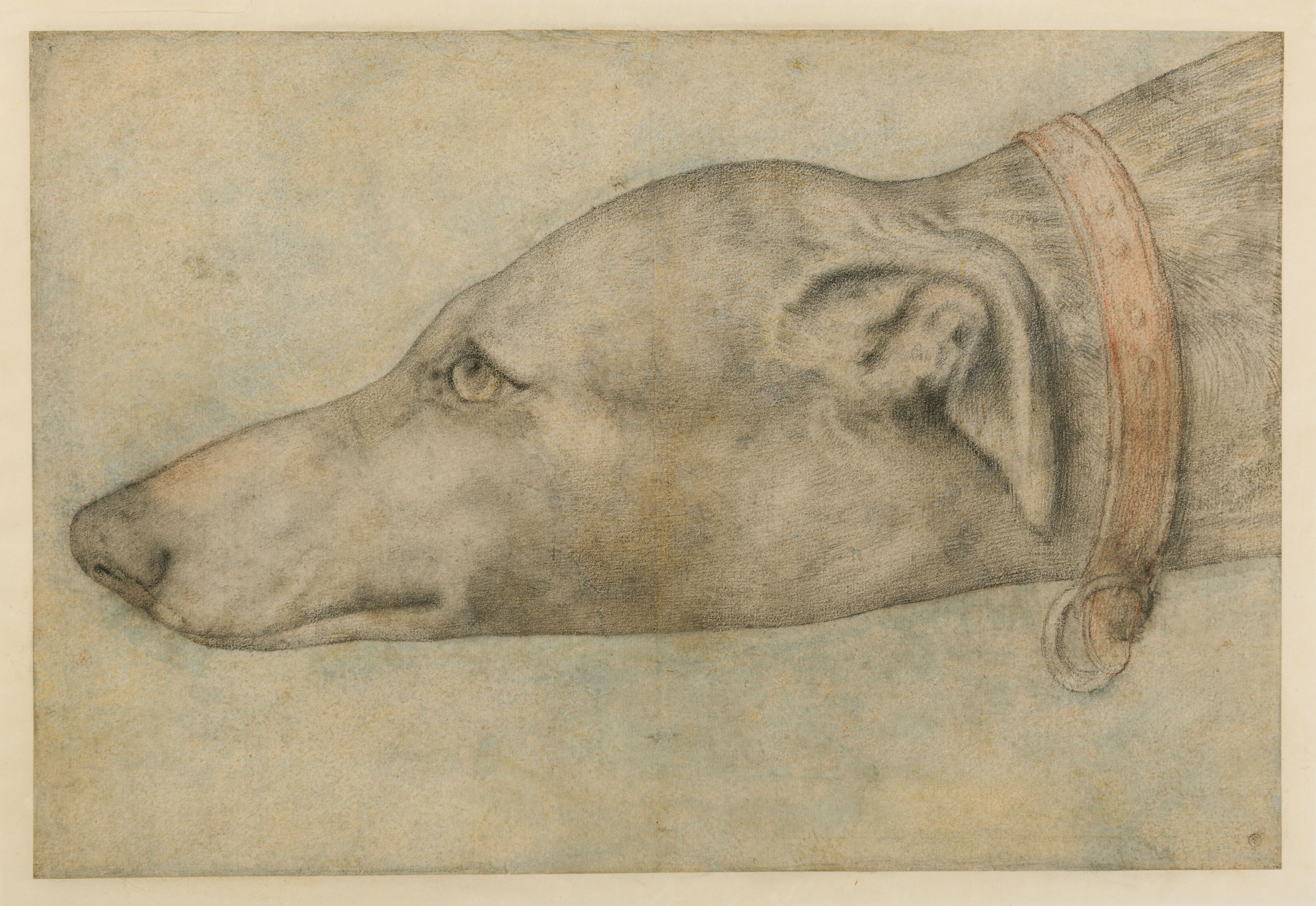 Study of the Head of a Greyhound